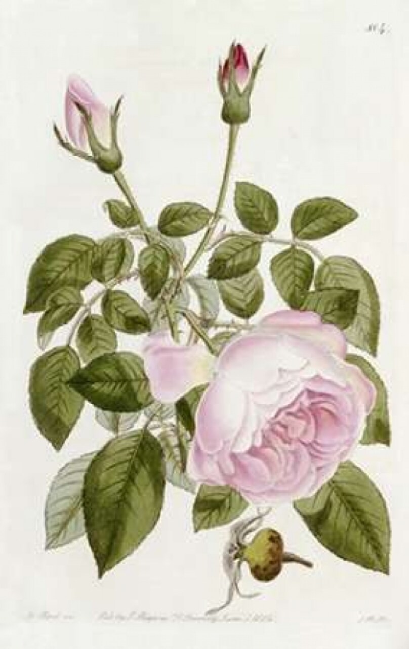 Illustration From The Botanical Register Poster Print by John Lindley - Item # VARPDX266777
